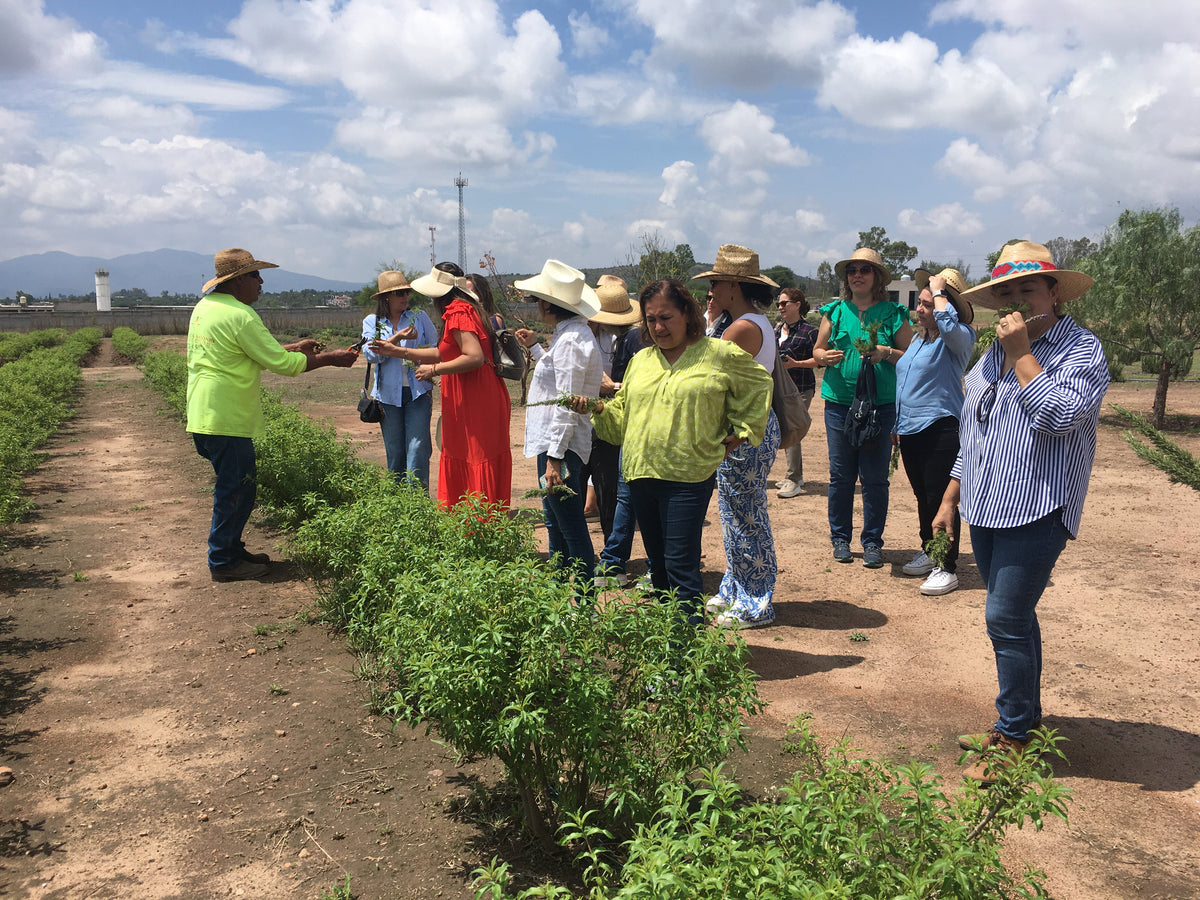 Tés de Verbena Artesanal de Tequisquiapan