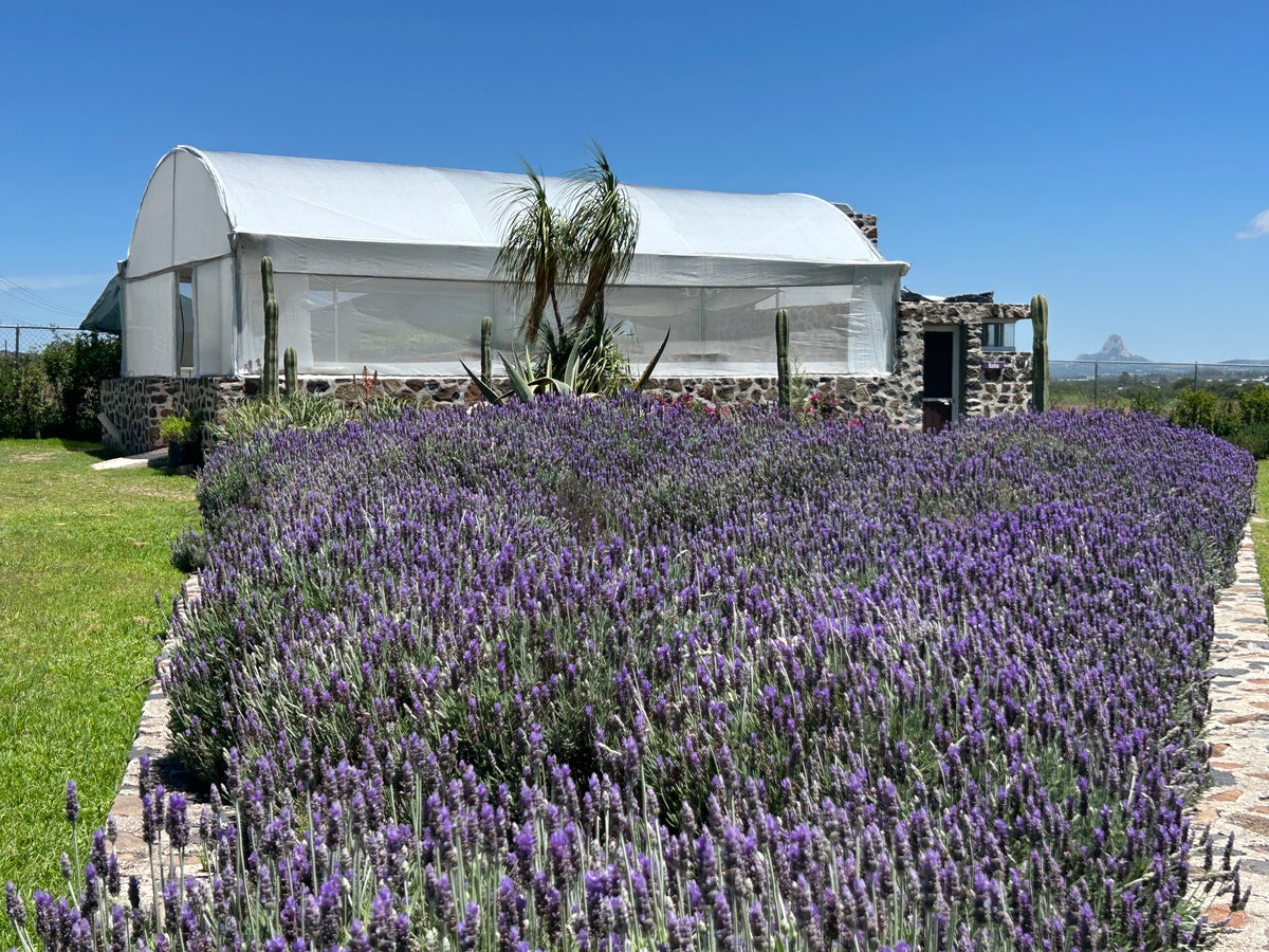 Tés de Lavanda Artesanal de Tequisquiapan