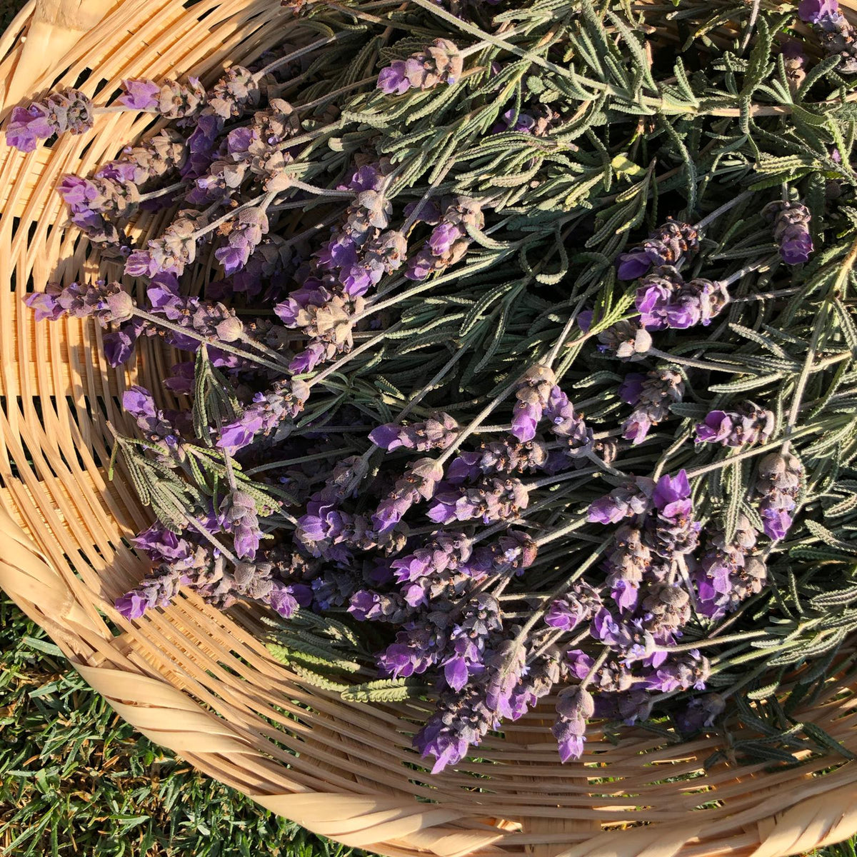 Bálsamo Labial de Lavanda
