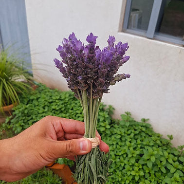 Ramo de flores de lavanda francesa deshidratadas