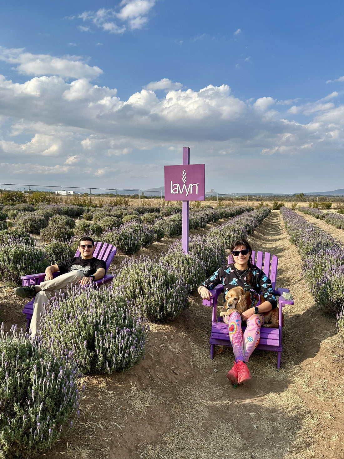 Plantación de lavanda en camas altas en la granja lavyn