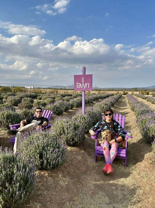 Plantación de lavanda en camas altas en la granja lavyn