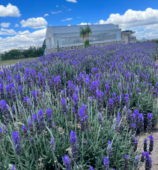 Descubre la lavanda y todos sus beneficios