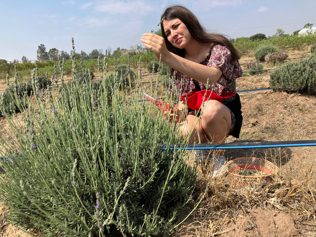 Persona cosechando lavanda en el campo
