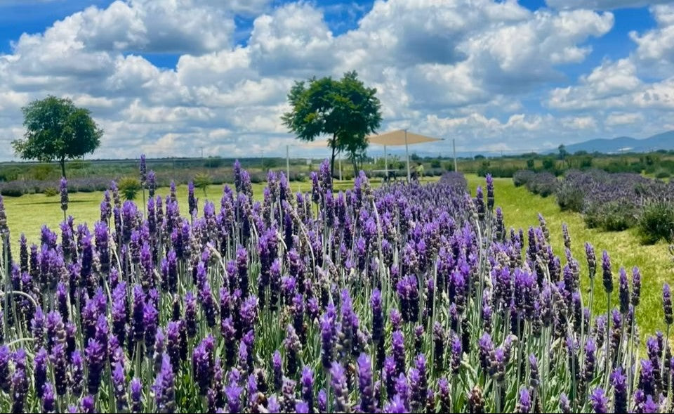 Aceite para Masajes de Lavanda Lavyn
