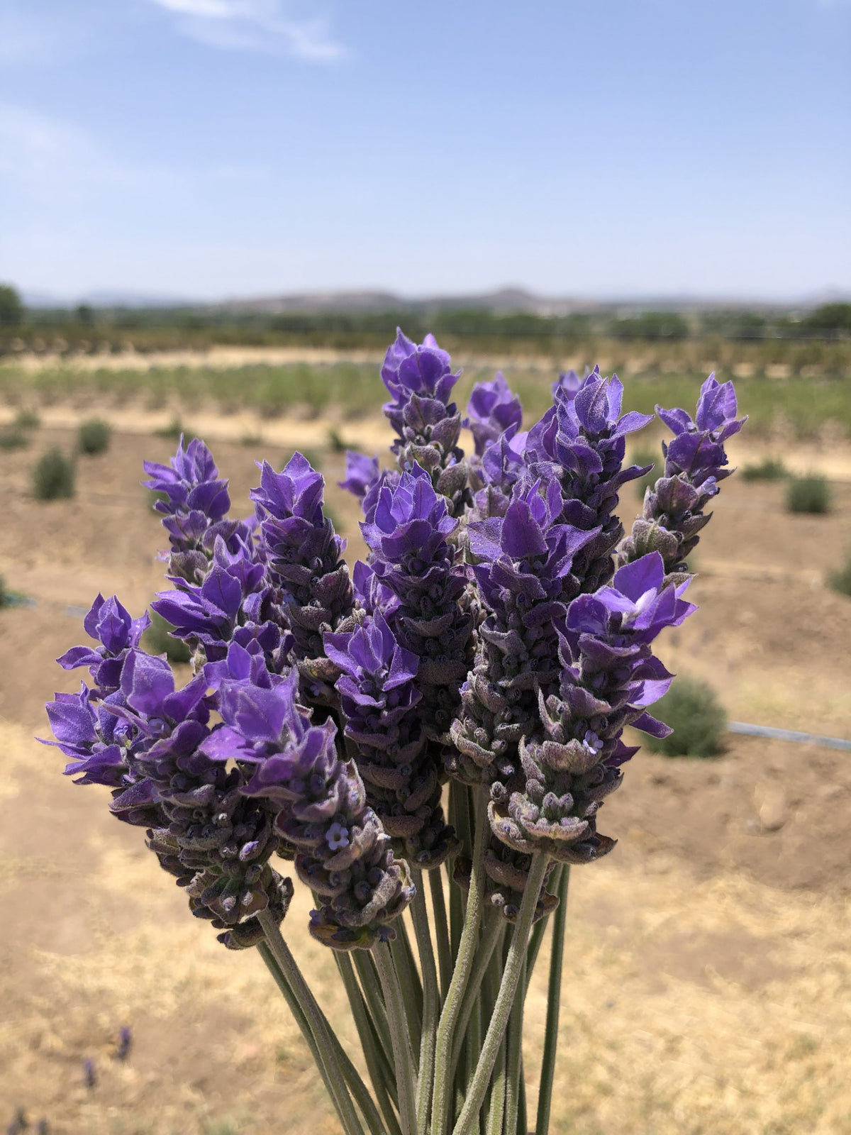 Ramo de flores de lavanda francesa deshidratadas