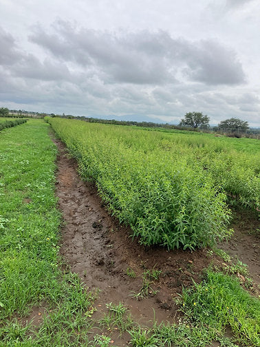 Cultivo de verbena al aire libre